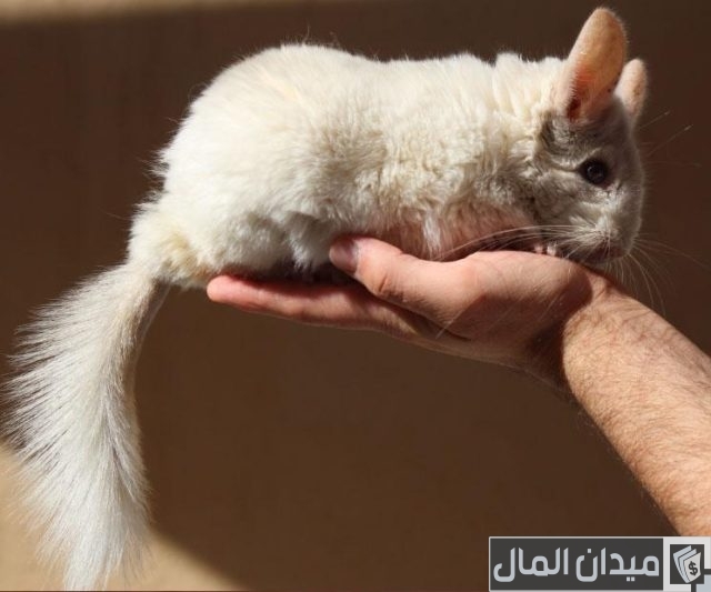 افضل سلالات الارانب للتجارة وتحقيق أرباح افضل سلالات الارانب للتجارة وتحقيق أرباح