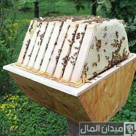 أفضل أنواع خلايا النحل أفضل أنواع خلايا النحل