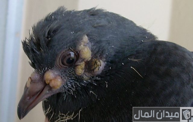 دواء بشري لعلاج جدري الحمام دواء بشري لعلاج جدري الحمام