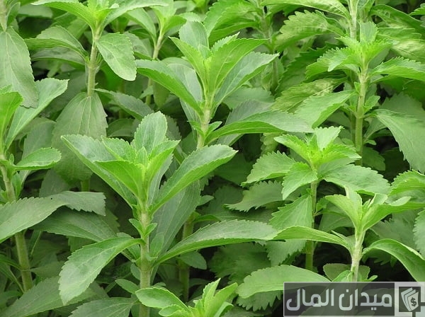 دراسة جدوى زراعة الأستيفيا بالتفصيل دراسة جدوى زراعة الأستيفيا بالتفصيل