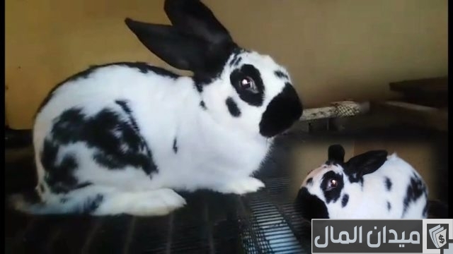 افضل سلالات الارانب للتجارة وتحقيق أرباح افضل سلالات الارانب للتجارة وتحقيق أرباح