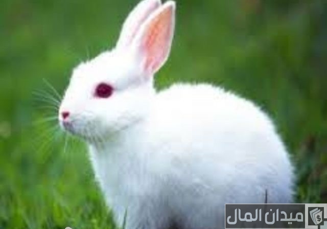 افضل سلالات الارانب للتجارة وتحقيق أرباح افضل سلالات الارانب للتجارة وتحقيق أرباح