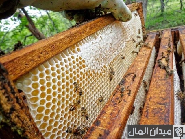 أفضل أنواع خلايا النحل أفضل أنواع خلايا النحل