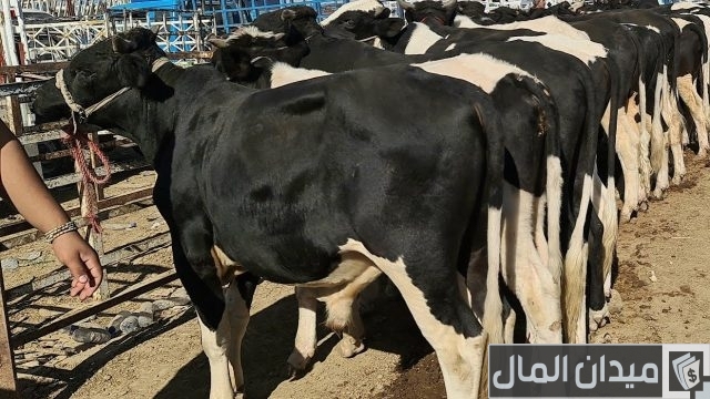 اسرع طريقة لتسمين العجول اسرع طريقة لتسمين العجول