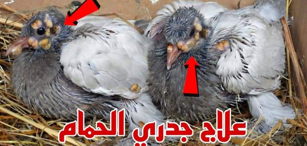 دواء بشري لعلاج جدري الحمام دواء بشري لعلاج جدري الحمام