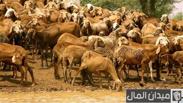 الاستثمار في السودان.. استثمار ذا أفق جديد الاستثمار في السودان.. استثمار ذا أفق جديد