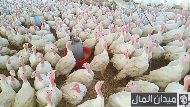 كيفية تربية الديك الرومي بالمنزل كيفية تربية الديك الرومي بالمنزل