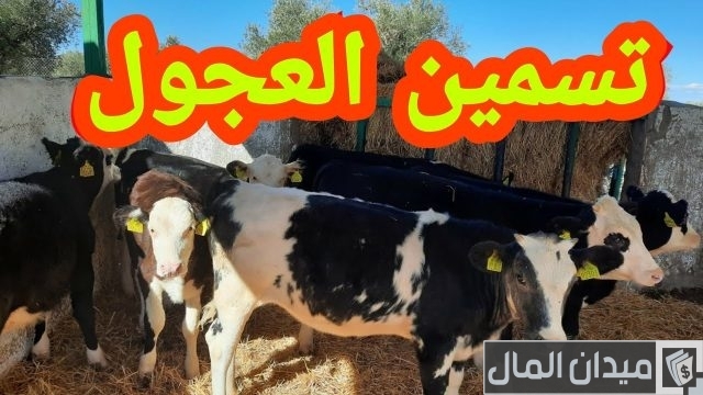 اسرع طريقة لتسمين العجول اسرع طريقة لتسمين العجول