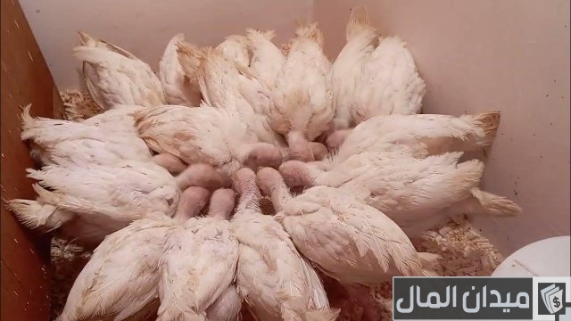 دراسة جدوى مشروع تربية الرومي الأبيض في البيت دراسة جدوى مشروع تربية الرومي الأبيض في البيت