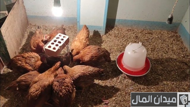 متوسط الأوزان المثالية في الفراخ الساسو حسب العمر متوسط الأوزان المثالية في الفراخ الساسو حسب العمر