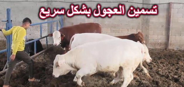 تسمين العجول البقري والجاموسي اسرع طريقة لتسمين العجول