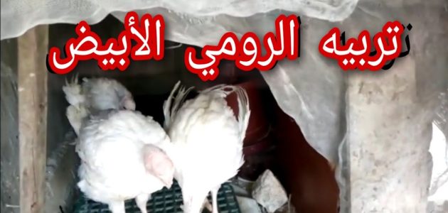 دراسة جدوى مشروع تربية الرومي الأبيض في المنزل دراسة جدوى مشروع تربية الرومي الأبيض في البيت