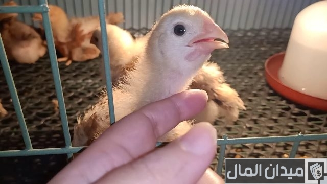 متوسط الأوزان المثالية في الفراخ الساسو حسب العمر متوسط الأوزان المثالية في الفراخ الساسو حسب العمر