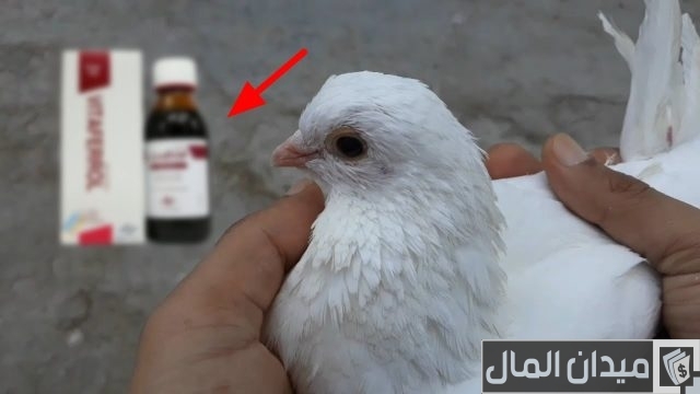 دواء بشري لعلاج جدري الحمام دواء بشري لعلاج جدري الحمام
