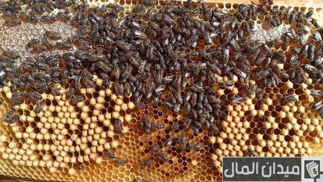 أفضل أنواع خلايا النحل أفضل أنواع خلايا النحل