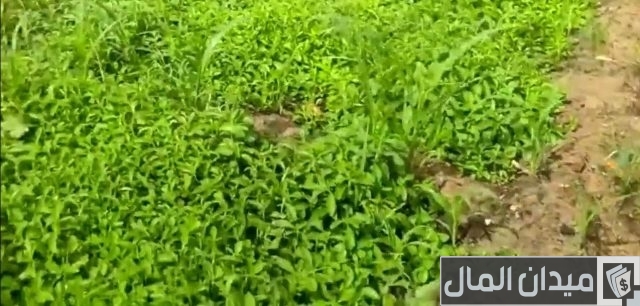 دراسة جدوى زراعة الأستيفيا بالتفصيل دراسة جدوى زراعة الأستيفيا بالتفصيل