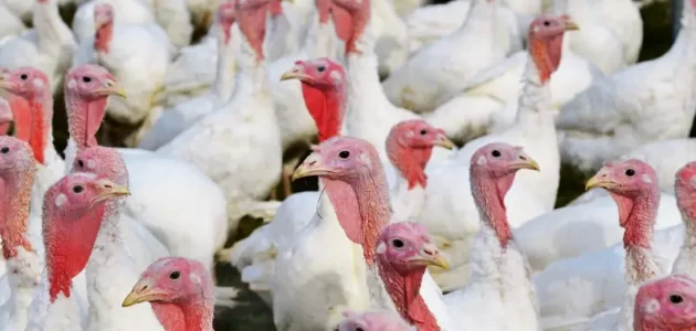 تربية الديك الرومي في البيت كيفية تربية الديك الرومي بالمنزل
