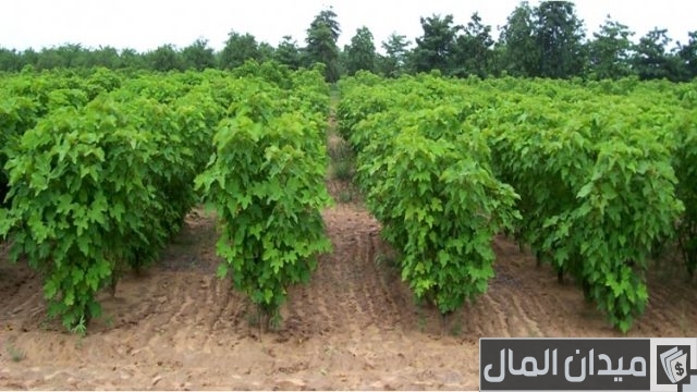 دراسة جدوى زراعة نباتات طبية وعطرية دراسة جدوى زراعة نباتات طبية وعطرية