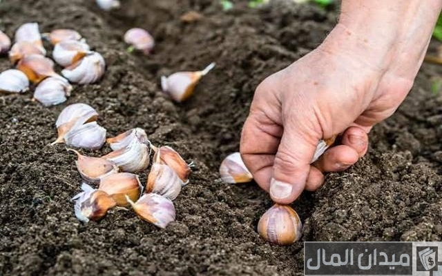 دراسة جدوى زراعة فدان ثوم دراسة جدوى زراعة فدان ثوم