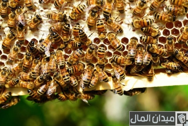 أفضل أنواع خلايا النحل أفضل أنواع خلايا النحل