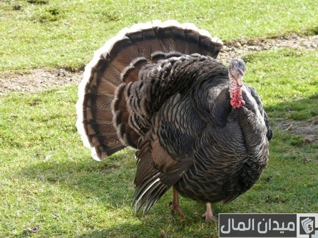 كيفية تربية الديك الرومي بالمنزل كيفية تربية الديك الرومي بالمنزل