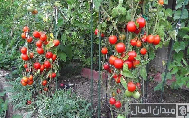 كيفية زراعة الطماطم (البندورة) في البيوت البلاستيكية كيفية زراعة الطماطم (البندورة) في البيوت البلاستيكية