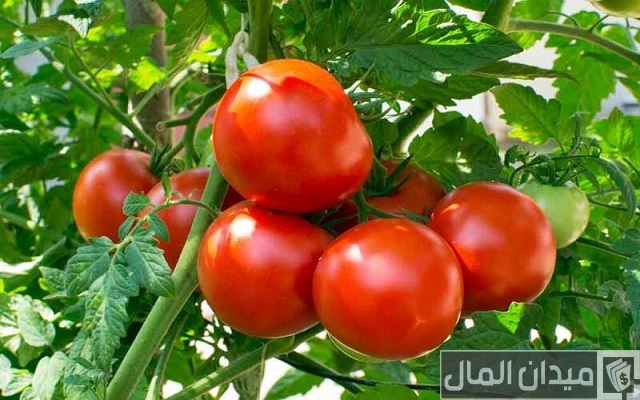 كيفية زراعة الطماطم (البندورة) في البيوت البلاستيكية كيفية زراعة الطماطم (البندورة) في البيوت البلاستيكية