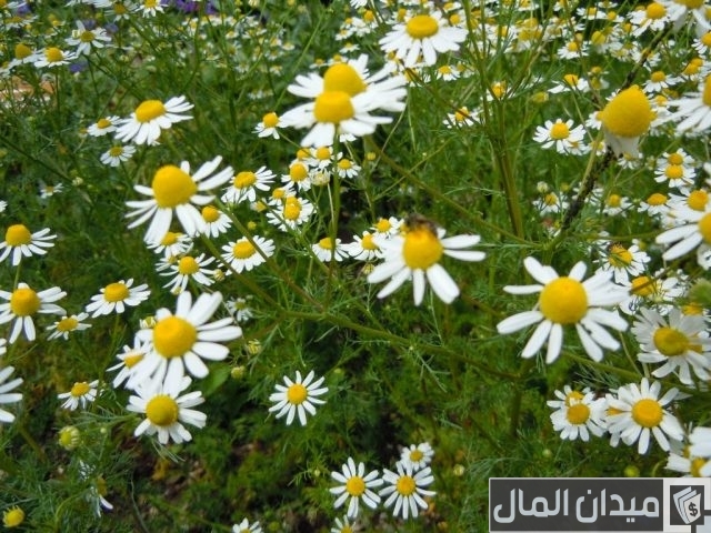 دراسة جدوى زراعة نباتات طبية وعطرية دراسة جدوى زراعة نباتات طبية وعطرية