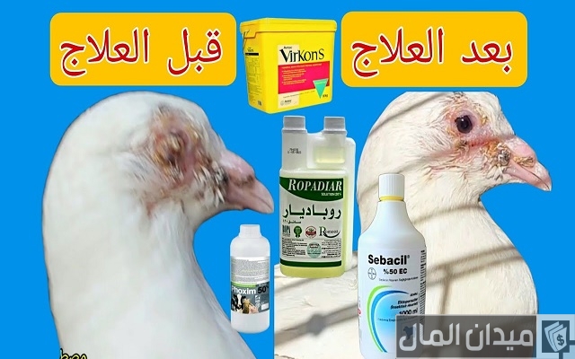 دواء بشري لعلاج جدري الحمام دواء بشري لعلاج جدري الحمام