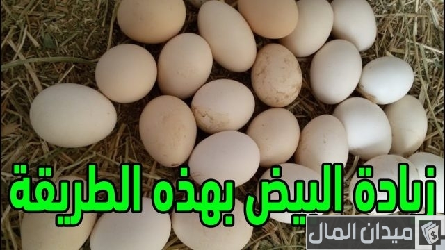 أفضل فيتامين لزيادة البيض عند الدجاج أفضل فيتامين لزيادة البيض عند الدجاج