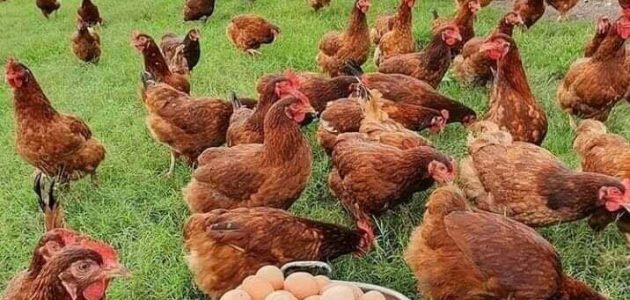 أنواع فيتامين لزيادة البيض عند الدجاج أفضل فيتامين لزيادة البيض عند الدجاج