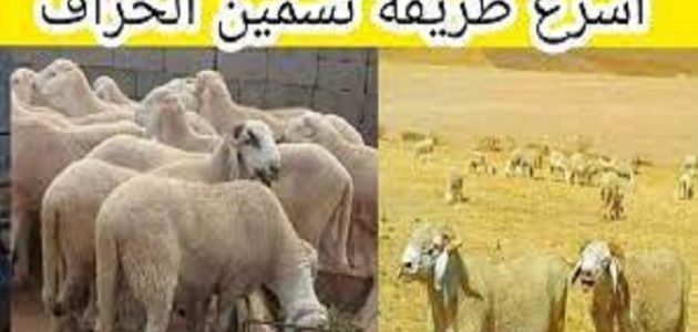 خطوات تسمين الخراف ومدة تسمين الأغنام أسرع طريقة لتسمين الخراف بالخطوات ومدة تسمين الأغنام
