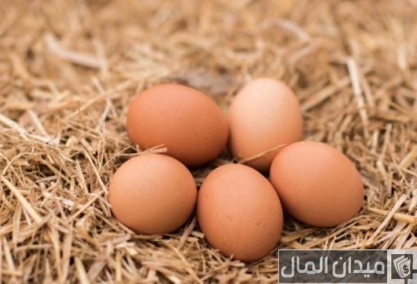 أفضل فيتامين لزيادة البيض عند الدجاج أفضل فيتامين لزيادة البيض عند الدجاج