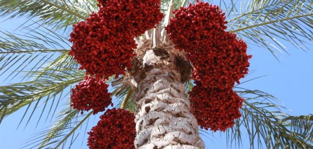 متى وقت زراعة الاشجار المثمرة وقت زراعة الأشجار المثمرة