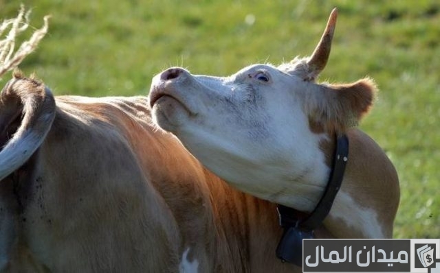 أشهر أمراض الأبقار وعلاجها أشهر أمراض الأبقار وعلاجها