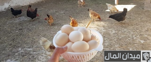 أفضل فيتامين لزيادة البيض عند الدجاج أفضل فيتامين لزيادة البيض عند الدجاج