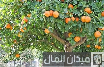 وقت زراعة الأشجار المثمرة وقت زراعة الأشجار المثمرة