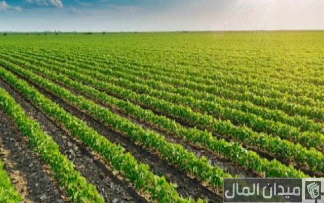 أهمية الزراعة في الوطن العربي أهمية الزراعة في الوطن العربي