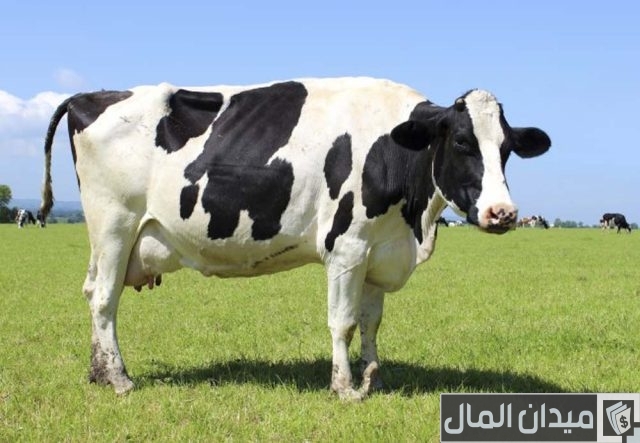 أشهر أمراض الأبقار وعلاجها أشهر أمراض الأبقار وعلاجها