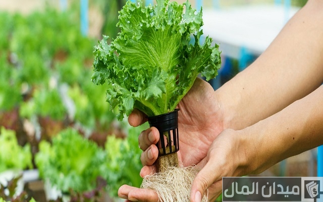 الزراعة المائية في المنزل الزراعة المائية في المنزل