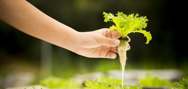 أنواع الزراعة المائية في المنزل الزراعة المائية في المنزل