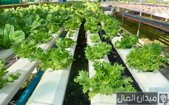 الزراعة المائية في المنزل الزراعة المائية في المنزل
