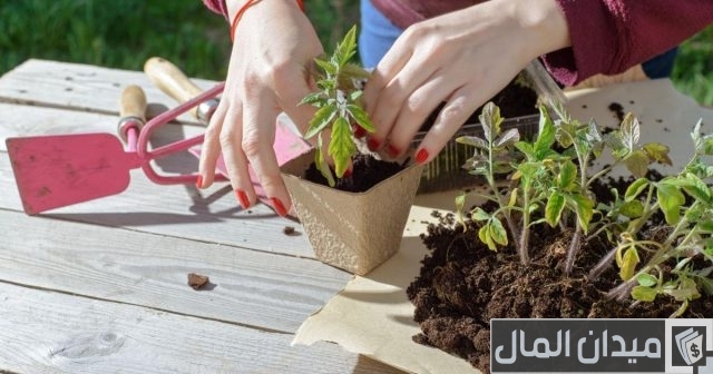 وقت زراعة الأشجار المثمرة وقت زراعة الأشجار المثمرة