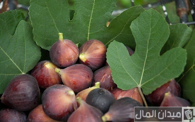دراسة جدوى زراعة التين البرشومي دراسة جدوى زراعة التين البرشومي