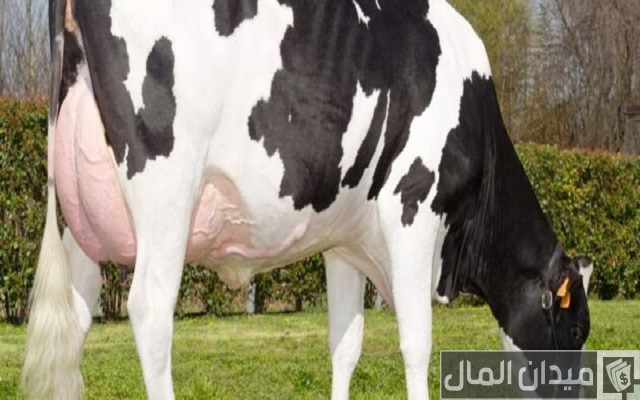 دراسة جدوى مشروع تربية الأبقار الحلوب دراسة جدوى مشروع تربية الأبقار الحلوب