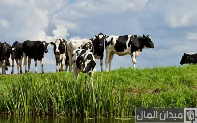 دراسة جدوى مشروع تربية الأبقار الحلوب دراسة جدوى مشروع تربية الأبقار الحلوب