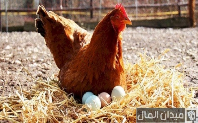 هل الدجاج البلدي يبيض كل يوم هل الدجاج البلدي يبيض كل يوم