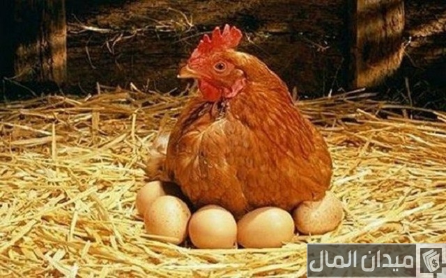 هل الدجاج البلدي يبيض كل يوم هل الدجاج البلدي يبيض كل يوم