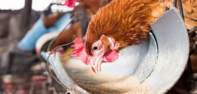 كم بيضة تبيض الدجاجة البلدية في اليوم هل الدجاج البلدي يبيض كل يوم