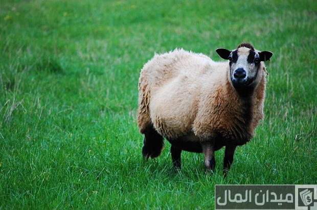 أفضل سلالات الأغنام في العالم أفضل سلالات الأغنام في العالم
